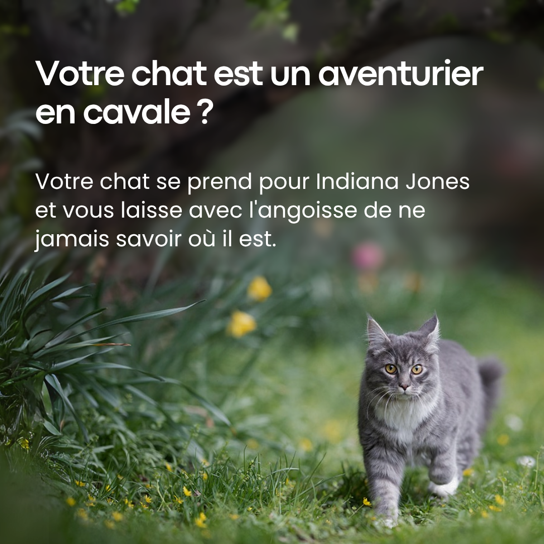 GPS Pour Chat Sans Abonnement - FlashDiscount