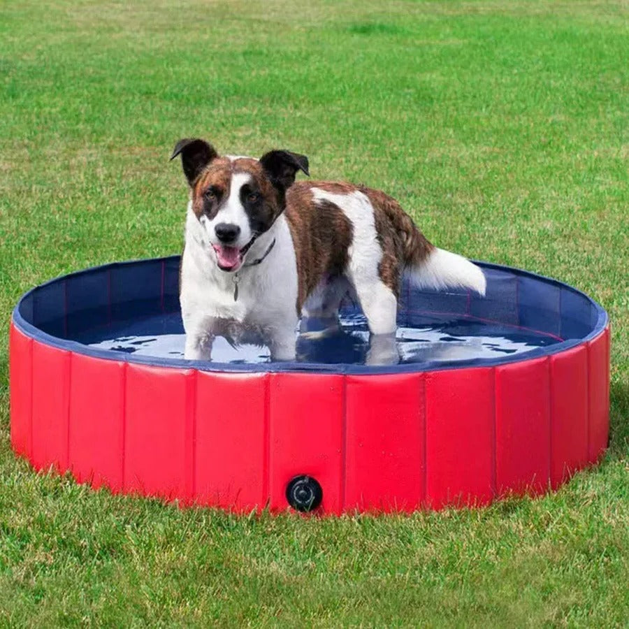 Piscine pliable pour chien