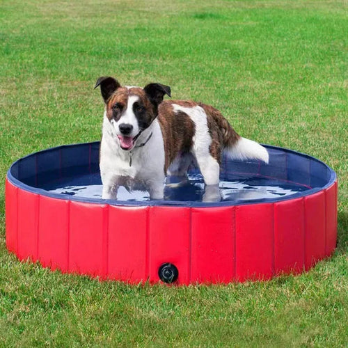 Piscine pliable pour chien